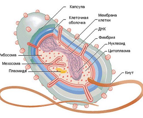 строение бактериальной клетки