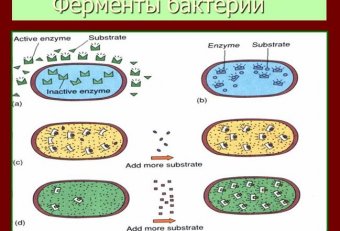 Ферменты Бактерий Микробиология