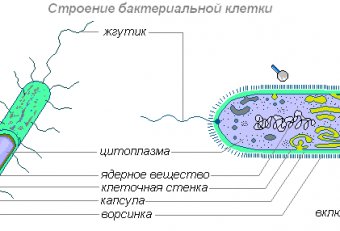 Какие Есть Бактерии