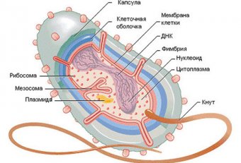 Клетки Бактерий