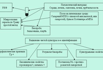 Рожа Свиней Микробиология